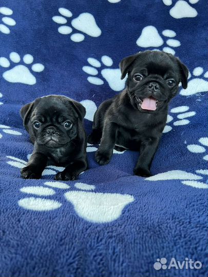 Щенки мопса черные