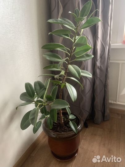 Фикус крупнолистный