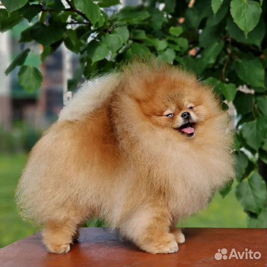 Померанский шпиц тип мишка мини