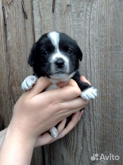 Щенки спаниеля