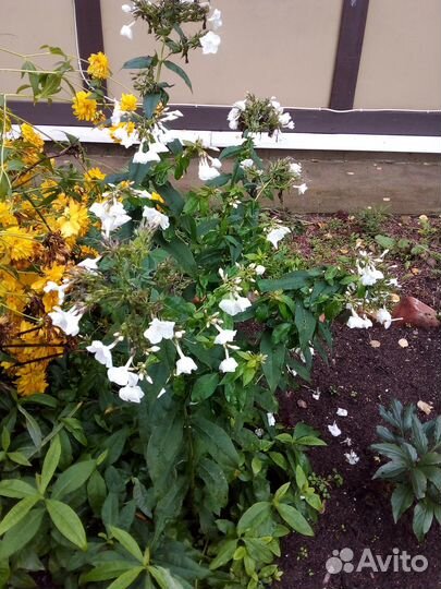 Саженцы флоксов