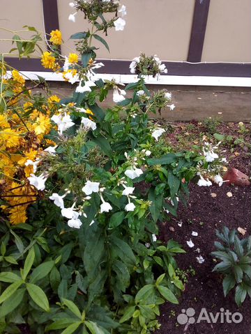 Саженцы флоксов