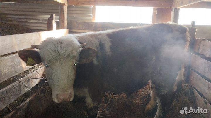 Быки и телка и телочка