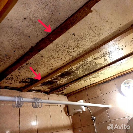 Уничтожение удаление обработка грибка плесени