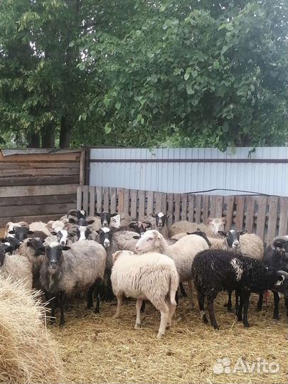 Овцы бараны