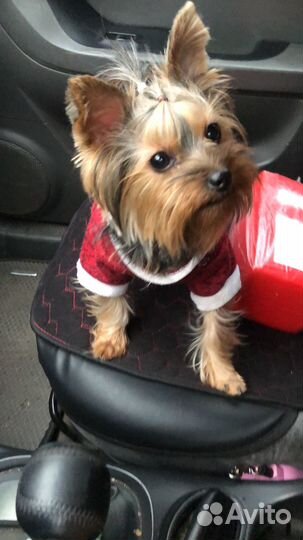 Йоркширский терьер