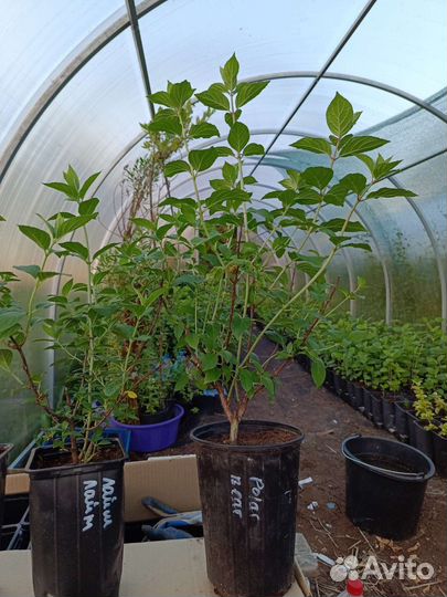 Гортензия метельчатая