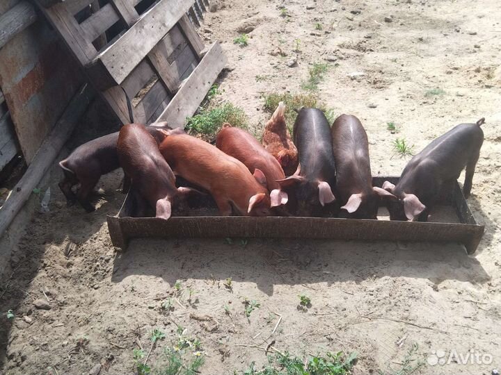 Продам молодых поросят