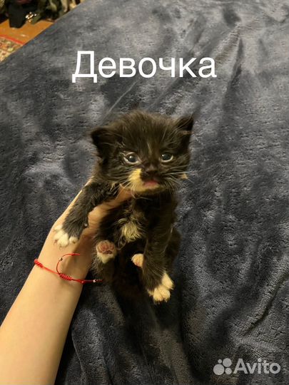 Котята в добрые руки приучены к лотку