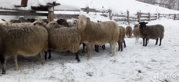 Катумские бараны