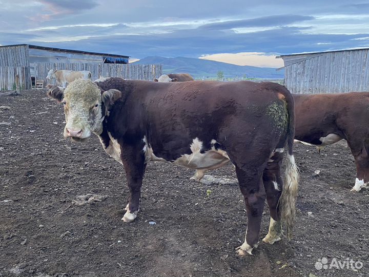 Бычки герефорды на племя