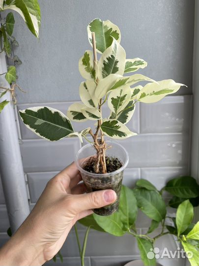 Фикус бенджамина