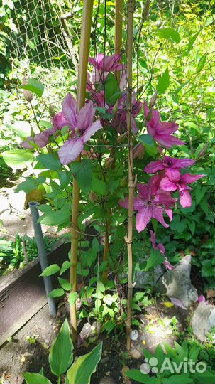 Многолетники садовые