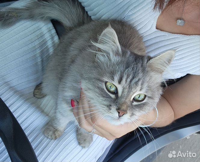 Кошка потеряшка ищет дом