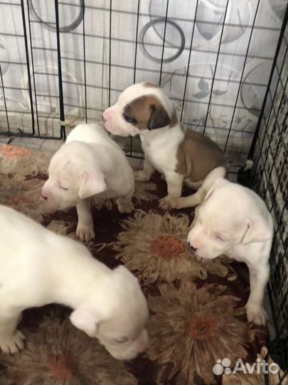 Амстафф щенки