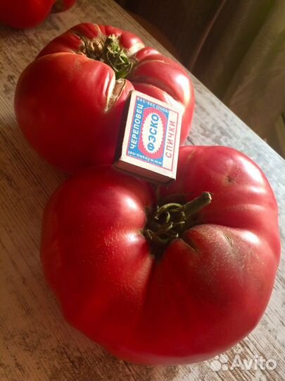 Семена старого сорта томатов