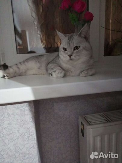 Шотландский кот вязка