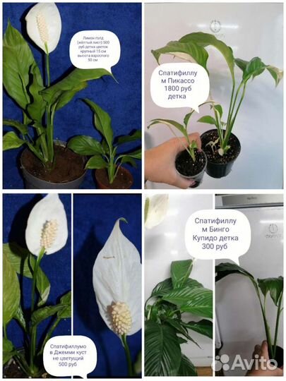 Спатифиллум
