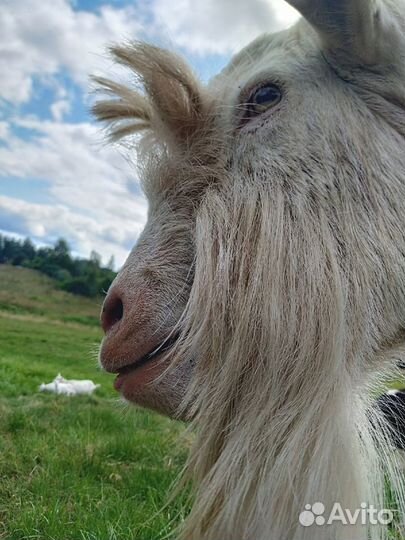 Козье молоко, творог, сыр