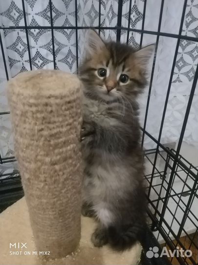 Кошки в добрые руки бесплатно