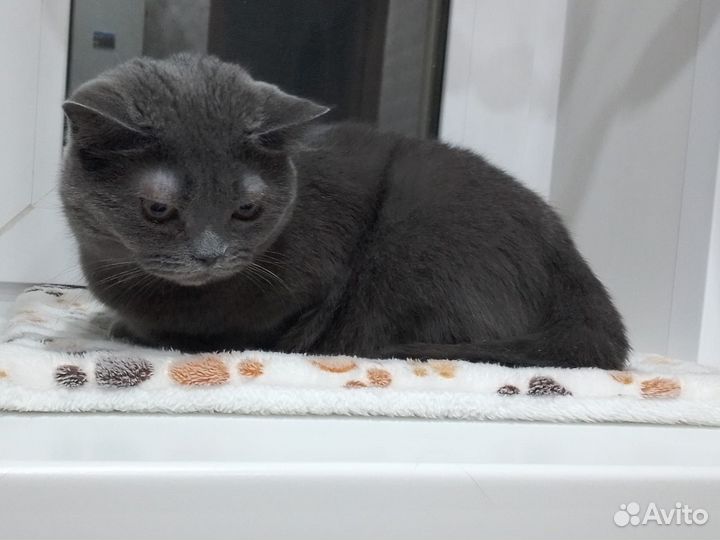 Кошка в добрые руки