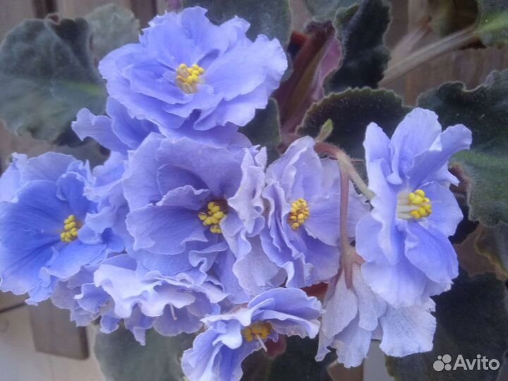 Фиалка сортовая