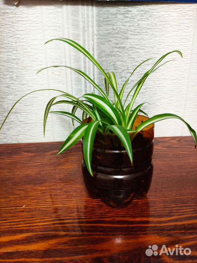 Хлорофитум