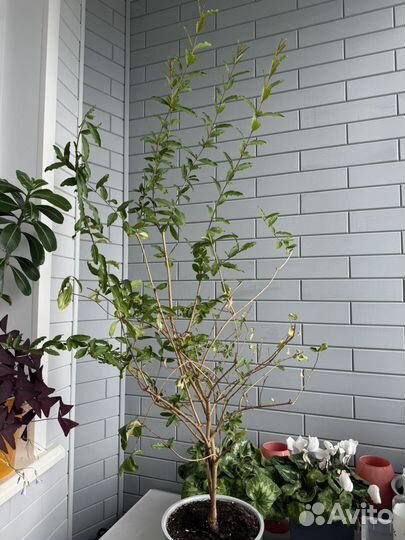 Гранатовое дерево