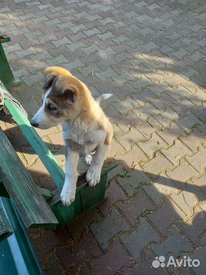 Отдам щенка