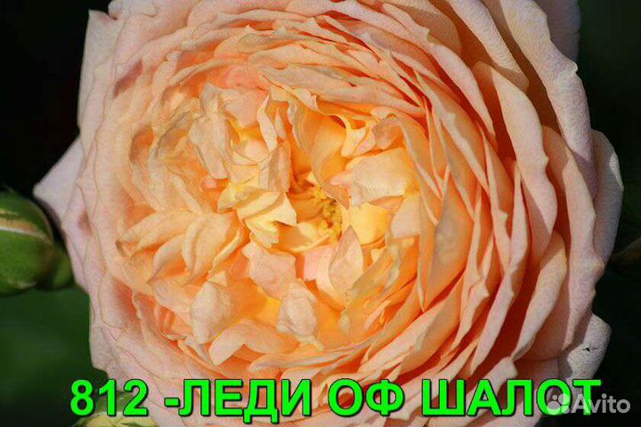 Саженцы роз из питомника