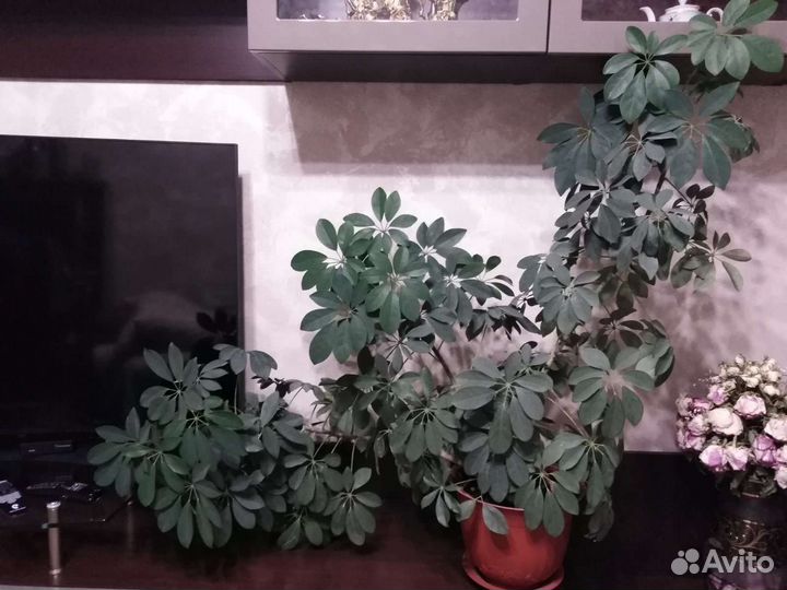 Комнатные цветы шефлера