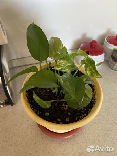 Эпипремнум