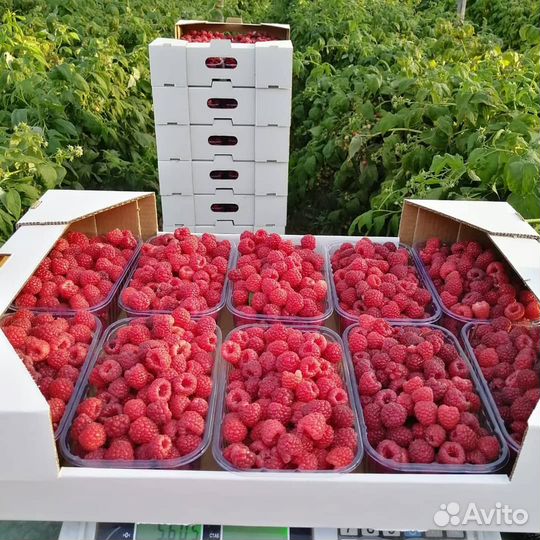 Малина ягоды