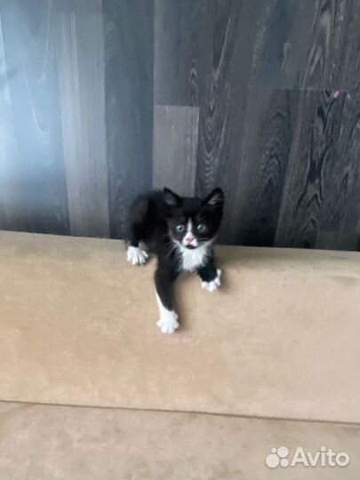 Котенок в добрые руки