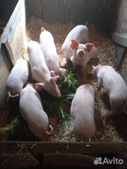 Поросята