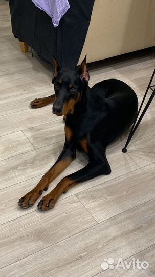 Щенки добермана