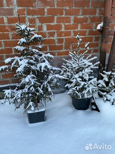 Новогодние ели в горшках, для весенней посадки