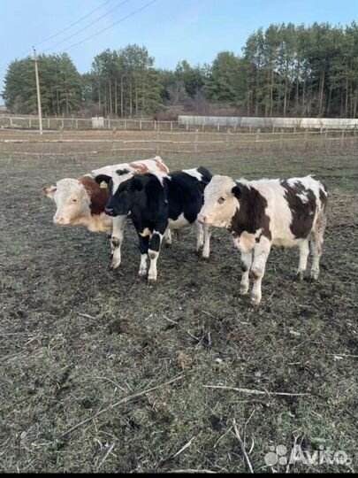 Бычки телята