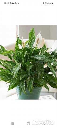 Спатифиллум