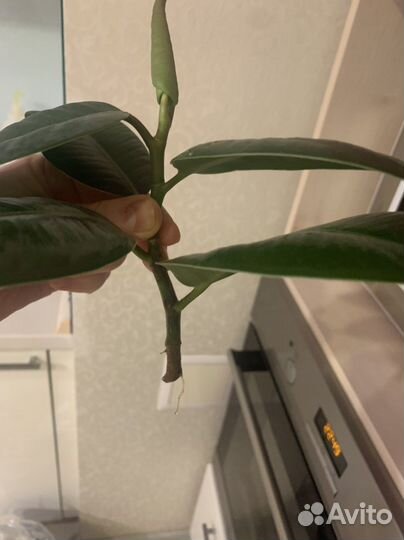 Фикус (отростки) 2 шт