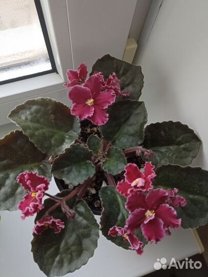 Листы на срез сортовых фиалок