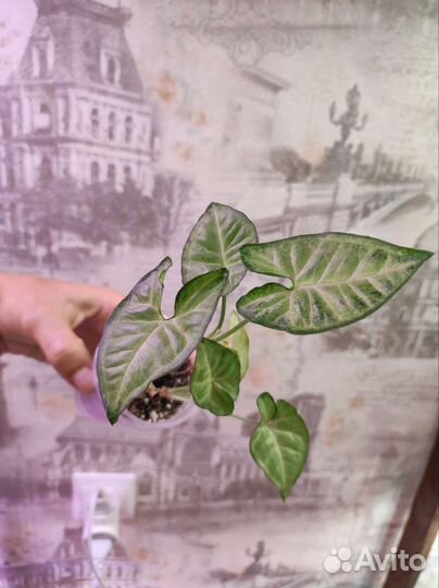 Комнатные растения