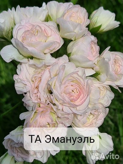 Пеларгонии герань сортовые