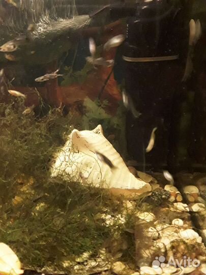 Рыбки гуппи и травка в аквариум