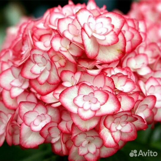 Гортензия Сбежавшая невеста саженцы