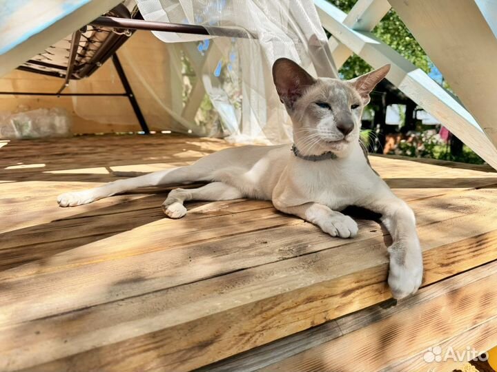 Ориентальный кот вязка