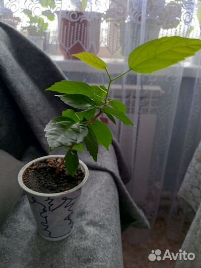 Гибискус китайская роза