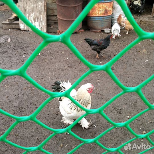 Петух Брама