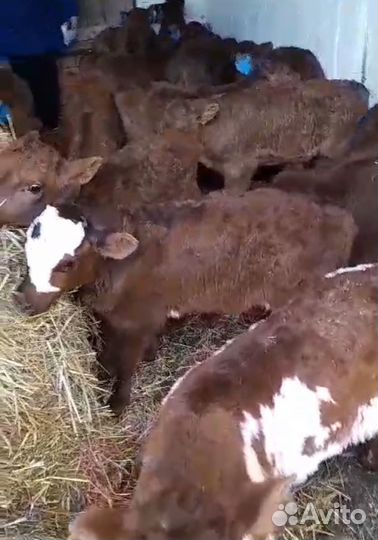 Телята бычки