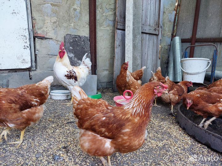 Куры несушки